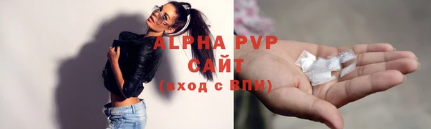 стаф Алзамай